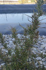 Cannabis sativa spontanea