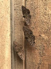 Speiredonia spectans
