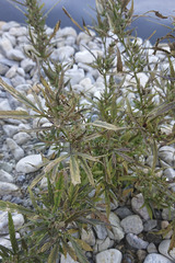 Cannabis sativa spontanea