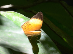 Cirrochroa orissa