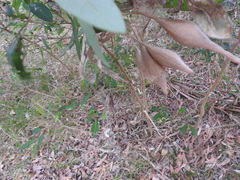 Ordgarius magnificus