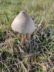 Macrolepiota mastoidea
