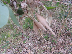 Ordgarius magnificus