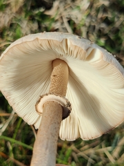 Macrolepiota mastoidea