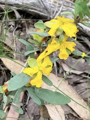 Hibbertia riparia