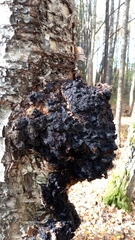 Inonotus obliquus sterilis