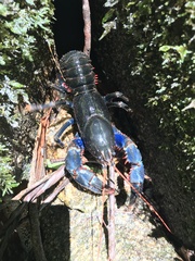 Euastacus fleckeri