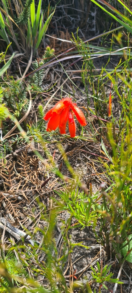 Fire Heath from Helderberg Rural, Sir Lowry's Pass, 7135, South Africa ...