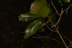 Pseudoweinmannia lachnocarpa