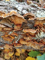 Mensularia radiata