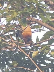 Pteropus melanopogon