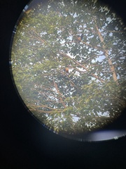 Pteropus melanopogon