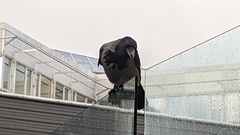 Corvus cornix