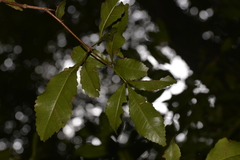 Pseudoweinmannia lachnocarpa