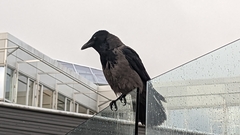 Corvus cornix