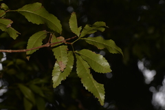 Pseudoweinmannia lachnocarpa