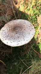 Macrolepiota procera
