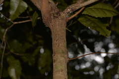 Pseudoweinmannia lachnocarpa