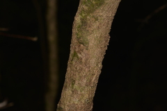 Pseudoweinmannia lachnocarpa