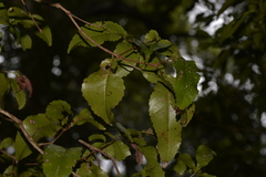 Pseudoweinmannia lachnocarpa