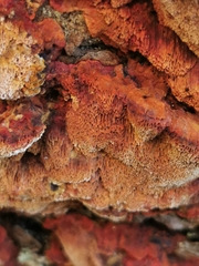 Mensularia radiata