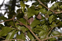 Pseudoweinmannia lachnocarpa