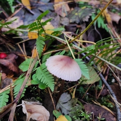 Mycena zephirus