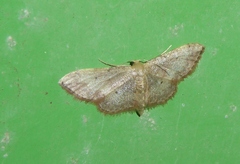 Idaea ostrinaria