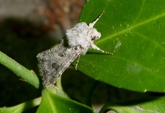 Anarta sodae