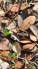 Acrotylus insubricus