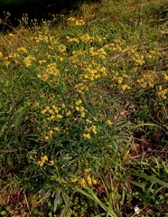 Senecio polyanthemoides