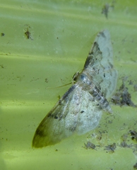 Idaea filicata