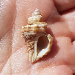 Ocenebra
