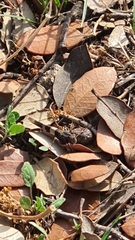 Acrotylus insubricus