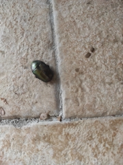 Protaetia cuprea