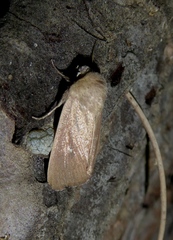 Mythimna sicula