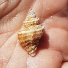 Ocenebra