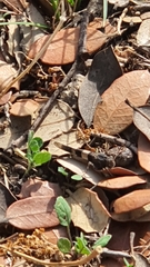 Acrotylus insubricus