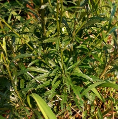 Senecio polyanthemoides