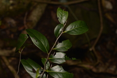 Diospyros fasciculosa