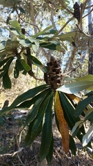 Banksia integrifolia compar