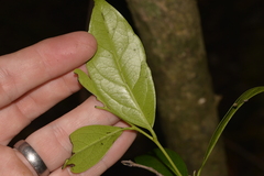 Diospyros fasciculosa