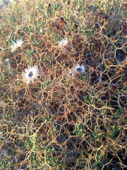 Sarcopoterium spinosum