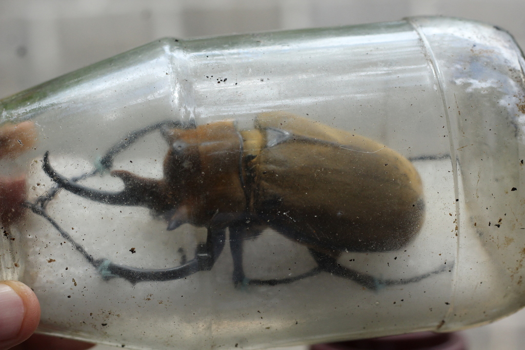 Elephant Beetle