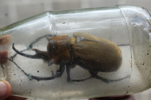 Elephant Beetle