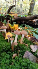 Armillaria cepistipes
