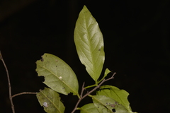 Diospyros fasciculosa