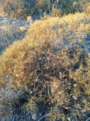 Sarcopoterium spinosum