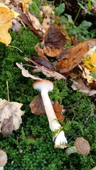 Armillaria cepistipes