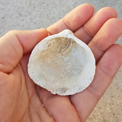 Laevicardium crassum